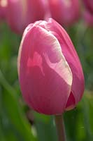 Tulipa 'Jumbo Beauty' 