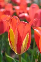 Tulipa 'Temple of Beauty' 
