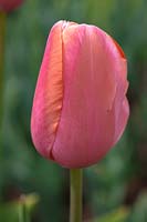 Tulipa 'Menton' 