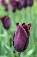 Tulipa 'Havran' 