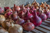Allium cepa Onion 'Mammoth Red' drying on storage shelves