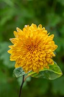 Helianthus 'Loddon Gold' - Perennial sunflower