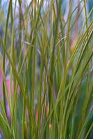 Carex testacea - New Zealand sedge