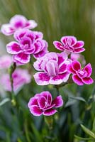 Dianthus 'Pink Kisses' - pot Carnation