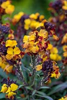 Erysimum 'Yellow Erysistible' - perennial wallflower 