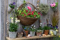 Wall basket planted with pink Persian buttercups and bellis daisies. On wall and shelf, pots of wallflowers, Violas, Primulas, Scillas, succulents and grape Hyacinths.