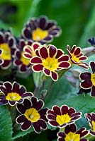 Polyanthus 'Victoriana Gold Lace', Gold Laced Group, semi-evergreen perennials, April.