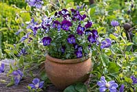 Viola 'Denim' in  earthenware pot surrounded by Clematis 'Arabella',