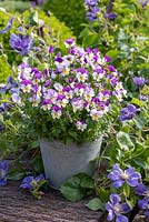 Viola 'Sorbet Pink Wing' in a galvanised metal bucket container surrounded by Clematis 'Arabella' in May