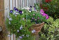Spring hanging basket planted with Viola 'Denim', tumbling Phlox subulata 'Emerald Cushion Blue', pink Phlox subulata 'McDaniel's Cushion', Dianthus 'Pink Kisses' and Bellis perennis.
