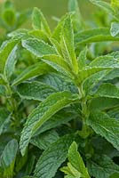 Mentha spicata, garden mint, is a vigorous spreading aromatic plant 