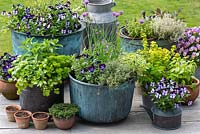 Spring container display - Central copper pot planted with chives, thyme, oregano and violas, May.