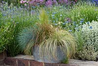 A galvanised metal tub planted with ornamental grasses in May.