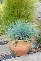 Terracotta pot of ornamental grass Festuca glauca 'Intense Blue',