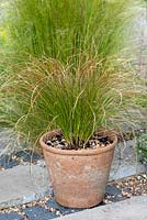 Terracotta pot of ornamental grass Carex testacea 'Prairie Fire'