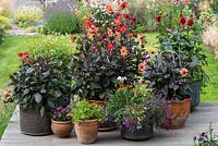 Raised on a deck, copper and terracotta containers planted with single, dark-leaved Dahlias 'Schipper's Bronze', 'Sarah Raven' and 'Happy Single Kiss'. Salvias, Petunias, Lobelia and Gazanias in smaller pots in front.