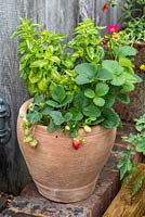 Terracotta pot planted with basil and strawberries