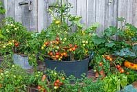 Metal container planted with French marigolds, chilli peppers and the dwarf bush cherry tomato 'Maskotka'. Surrounding containers planted with tomatoes, courgettes, lettuces and Dahlias.