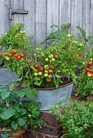 Galvanised metal container planted with French marigolds, chilli peppers and the dwarf bush cherry tomato 'Maskotka'.