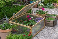 A cold frame filled with summer bedding plants.