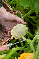 Gardener harvesting a Pattypan Squash using a knife.