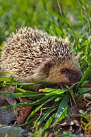 Hedgehog - Erinaceus europaeus - on grass