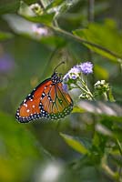 Monarch butterfly - Danaus plexippus - on flower 