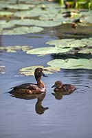 Tufted duck - Aythya fuligula - and duckling on water 
