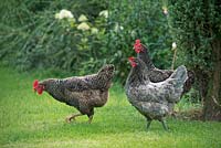 Speckled Chickens on grass lawn