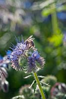 Phacelia tanacetifolia - Fiddleneck - flowers with Honey Bee