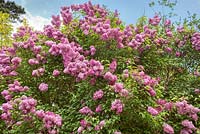 Syringa - pink flowering lilac in spring 