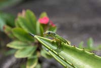 Barbados anole - Anolis extremus - on Agave stem
