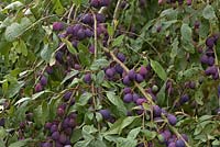 Prunus insititia 'Merryweather Damson' a heavy crop of almost ripe fruit