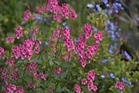 Diascia personata with with Plumbago auriculata 'Crystal Waters'