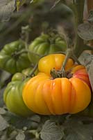 Solanum lycopersicum 'Cotelee Jaune' - Beefsteak Tomato 
