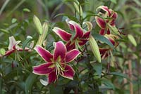Lilium 'Scheherazade' - Oriental Lily