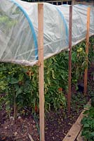Using a raised cloche to protect Solanum lycopersicum - Tomato - plants from rain and late blight fungal disease -  Phytophthora infestans
