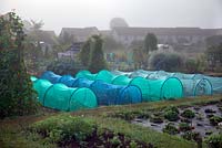 Low net tunnels used to protect Brassicas on the allotment
