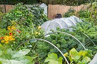 Kale with Hoops -  fleece removed as crop has matured, netted tunnel in background