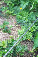 Netting stretched over aluminium poles to protect strawberries