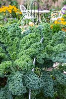 Mature Kale plants with hoop support