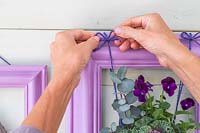 Woman tying string to picture frame to hang terracotta pot planted with Viola