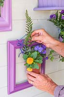 Woman adding fern foliage to potted plant hanging from purple picture frame