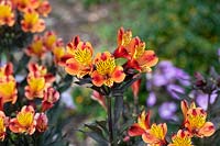 Alstroemeria Indian Summer 'Tesronto' - Peruvian lily 'Indian summer'