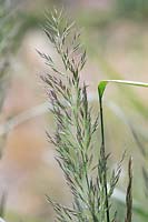 Calamagrostis brachytricha - Reed grass