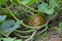 Cucurbita - Pumpkin 'Zombie'