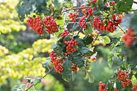 Sorbus hybrida 'Gibbsii' - Mountain ash 'Gibbsii' berries