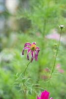Cosmos bipinnatus 'Dazzler' - Spent flower 