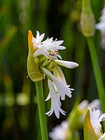 Agapanthus inapertus Albus  flower coming out