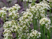Allium tuberosum - Garlic chives